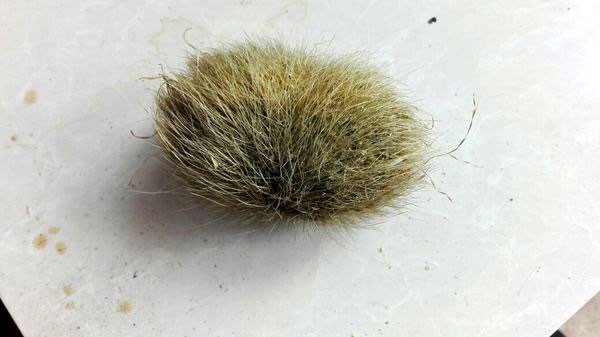 Tuy nhiên, theo các chuyên gia y học, trư sa không có tác dụng chữa bệnh như lời đồn thổi.