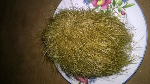 Vật thể này thường có mùi thơm, xung quanh có lông màu xanh rêu, và có thể nặng đến hơn 1kg. Theo dân gian, trư sa được cho là có giá trị y học và kinh tế cao, thậm chí có thể bán với giá hàng trăm triệu đồng.