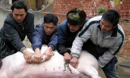 Người đàn ông này đã chụp ảnh và gửi đến các kênh mua sắm trực tuyến lớn để tìm hiểu về " dị vật" này. Sau đó, anh phát hiện đó là một món bảo vật quý giá trị gần 2 tỷ đồng.