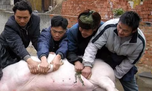 Người đàn ông này đã chụp ảnh và gửi đến các kênh mua sắm trực tuyến lớn để tìm hiểu về " dị vật" này. Sau đó, anh phát hiện đó là một món bảo vật quý giá trị gần 2 tỷ đồng.