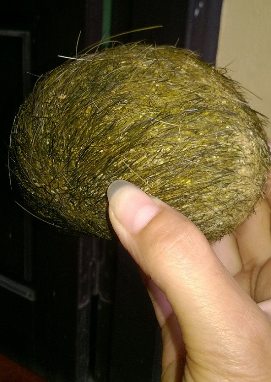 Mặc dù có nhiều người sẵn sàng trả giá cao để sở hữu trư sa, nhưng các chuyên gia khuyến cáo người dân không nên tin vào những thông tin thổi phồng, không có căn cứ khoa học. Việc mua bán trư sa với giá cao có thể dẫn đến tình trạng “tiền mất, tật mang” nếu không tỉnh táo trước những lời đồn thổi.