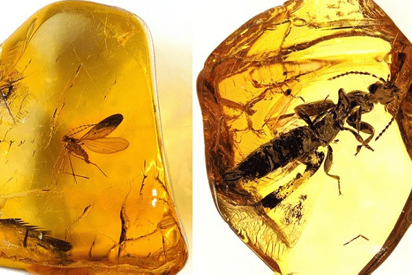 Hổ phách thường có màu vàng, cam hoặc nâu đất, nhưng cũng có những viên hổ phách màu xanh lam hiếm gặp.(Ảnh:Internet)