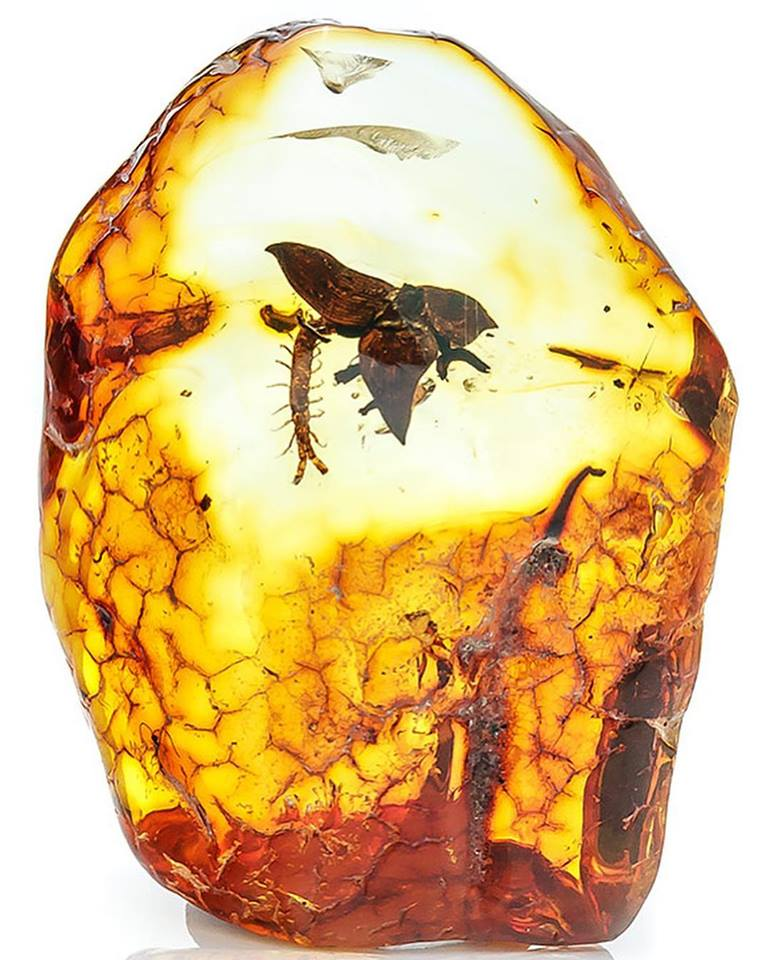 Một trong những đặc điểm nổi bật của hổ phách là khả năng bảo tồn các mẫu vật sinh học bên trong. Các mảnh hổ phách thường chứa các loài côn trùng, thực vật hoặc thậm chí là động vật nhỏ bị mắc kẹt trong nhựa cây hàng triệu năm trước. Điều này cung cấp cho các nhà khoa học những thông tin quý giá về hệ sinh thái và môi trường sống của Trái Đất trong quá khứ.(Ảnh:Internet)