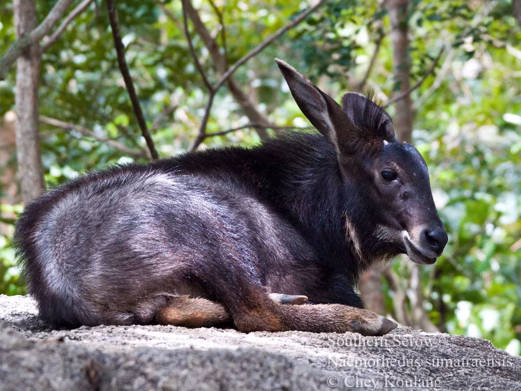 Sơn dương được đưa vào Sách Đỏ Việt Nam và thuộc diện nguy cấp, được bảo vệ nghiêm ngặt. (Ảnh: Flickr)
