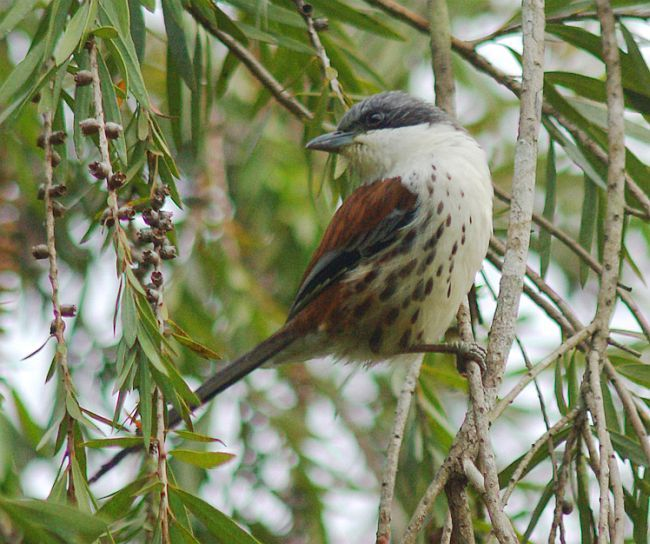 Do vùng phân bố hạn hẹp và dữ liệu về loài này còn ít ỏi, Sách đỏ của Tổ chức Bảo tồn Thiên nhiên Quốc tế (IUCN) đã xếp mi núi Bà vào danh sách loài nguy cấp (E), có nguy cơ tuyệt chủng cao trong tự nhiên. (Ảnh:Pin page)