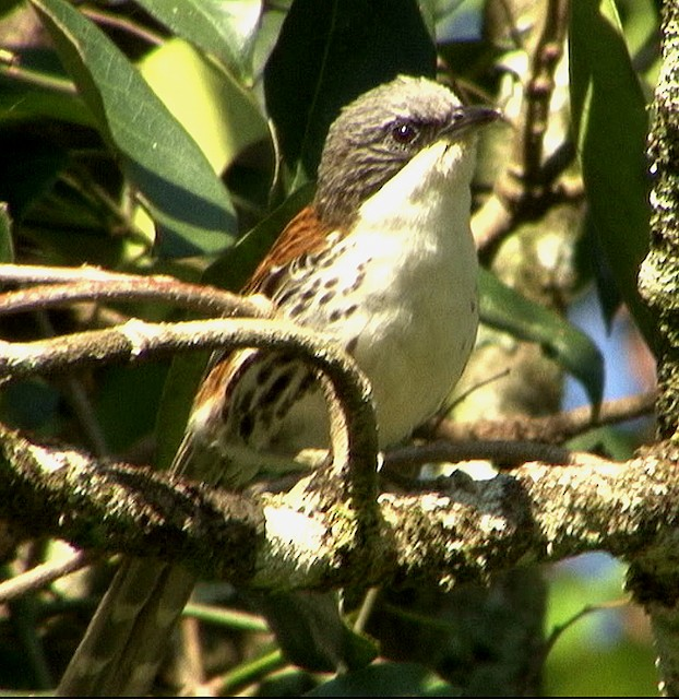 Mi núi Bà chủ yếu sinh sống ở các khu vực núi đá vôi ẩm nhiệt đới và cận nhiệt đới. Loài này được tìm thấy chủ yếu ở vùng núi Langbiang (Lâm Đồng) và một số khu vực thuộc tỉnh Đắk Lắk. Gần đây, chúng cũng được phát hiện tại Măng Đen (Kon Tum), mở rộng vùng phân bố thêm khoảng 250 km về phía Bắc của Tây Nguyên. (Ảnh:Birds of the World)