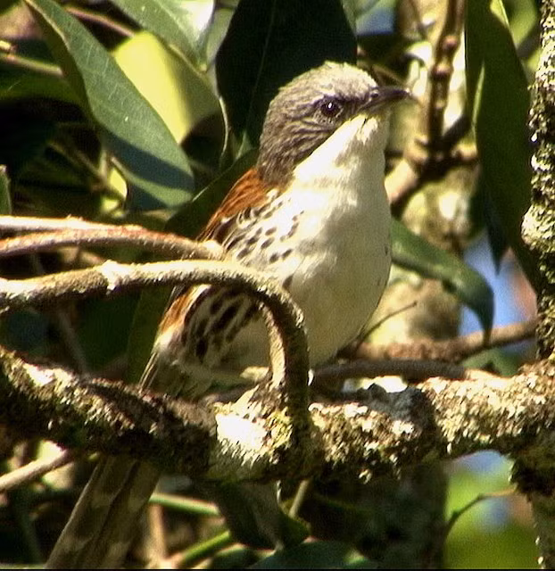 Mi núi Bà chủ yếu sinh sống ở các khu vực núi đá vôi ẩm nhiệt đới và cận nhiệt đới. Loài này được tìm thấy chủ yếu ở vùng núi Langbiang (Lâm Đồng) và một số khu vực thuộc tỉnh Đắk Lắk. Gần đây, chúng cũng được phát hiện tại Măng Đen (Kon Tum), mở rộng vùng phân bố thêm khoảng 250 km về phía Bắc của Tây Nguyên. (Ảnh:Birds of the World)