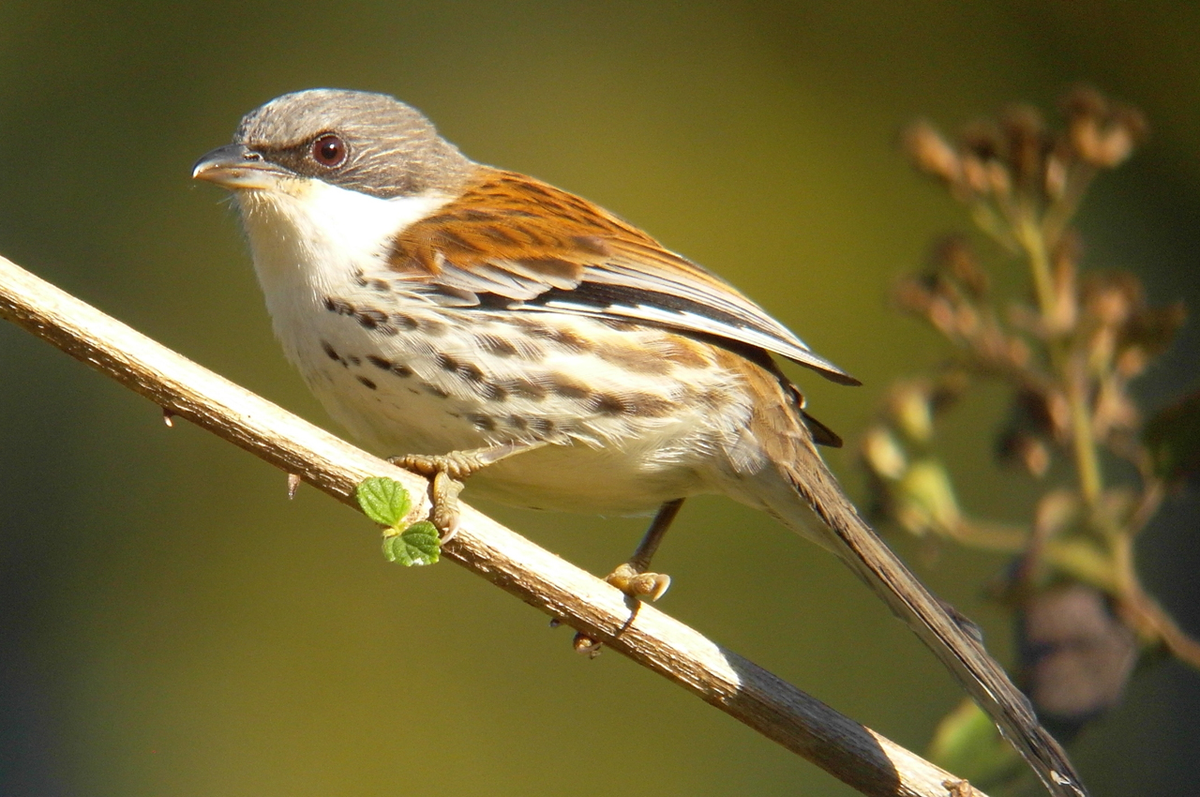 Loài chim này trước đây được xếp vào họ Họa mi (Timaliidae), nhưng hiện nay thuộc họ Kim oanh (Leiothrichidae).(Ảnh:Bird's Wildlife &amp; Nature Tours)