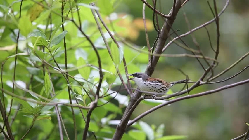 Việc phát hiện ra nơi cư trú mới của loài đã thắp lên hy vọng cho các nỗ lực bảo tồn, đồng thời khẳng định giá trị của những tour du lịch sinh thái trong việc bảo tồn nguồn gen động, thực vật vô giá của nhân loại.(Ảnh:Shutterstock)