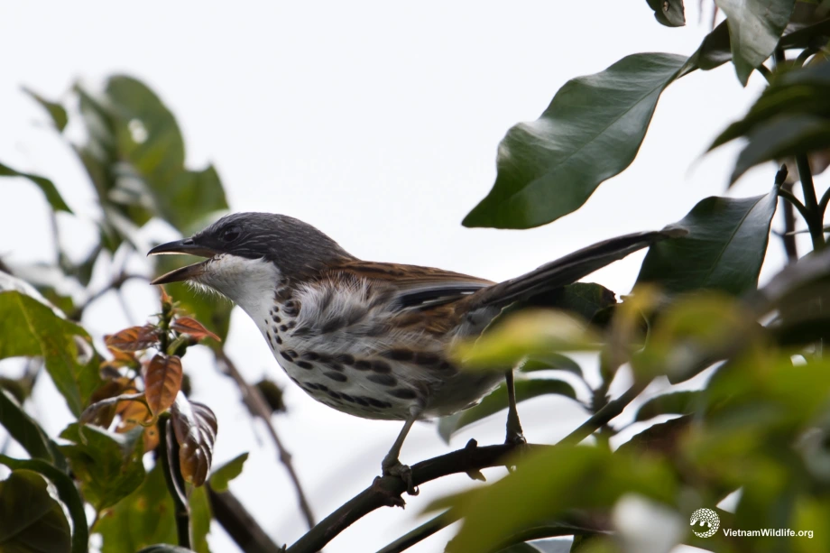 Mi núi Bà hiện đang đối mặt với nguy cơ mất môi trường sống nghiêm trọng, số lượng của chúng không tăng lên đáng kể, khiến giới khoa học lo lắng, "đứng ngồi không yên". (Ảnh:Vietnam Wildlife)