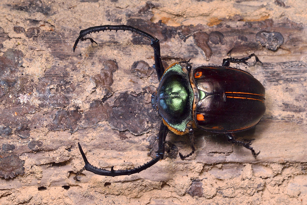 Cheirotonus jansoni không chỉ là một loài côn trùng đẹp mắt mà còn có giá trị sinh thái và kinh tế đáng kể. Việc bảo tồn loài này không chỉ giúp duy trì sự đa dạng sinh học mà còn góp phần bảo vệ một phần quan trọng của hệ sinh thái rừng nhiệt đới. (Ảnh: Flickr)