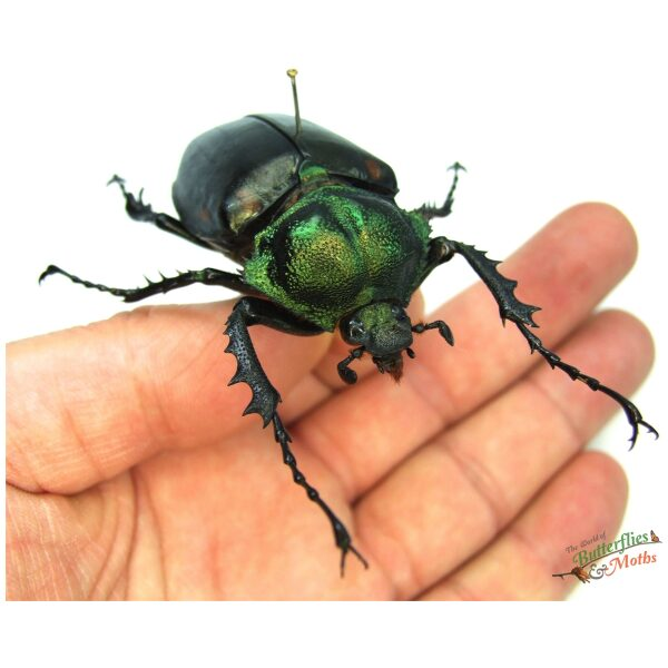 Loài bọ cánh cứng này chủ yếu được tìm thấy ở các khu rừng nhiệt đới Đông Nam Á, bao gồm Việt Nam và Myanmar. Chúng sống trong các khu rừng ẩm ướt, nơi có nhiều gỗ mục - nguồn thức ăn chính của chúng. (Ảnh: World of Butterflies and Moths)