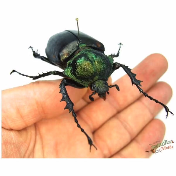 Loài bọ cánh cứng này chủ yếu được tìm thấy ở các khu rừng nhiệt đới Đông Nam Á, bao gồm Việt Nam và Myanmar. Chúng sống trong các khu rừng ẩm ướt, nơi có nhiều gỗ mục - nguồn thức ăn chính của chúng. (Ảnh: World of Butterflies and Moths)