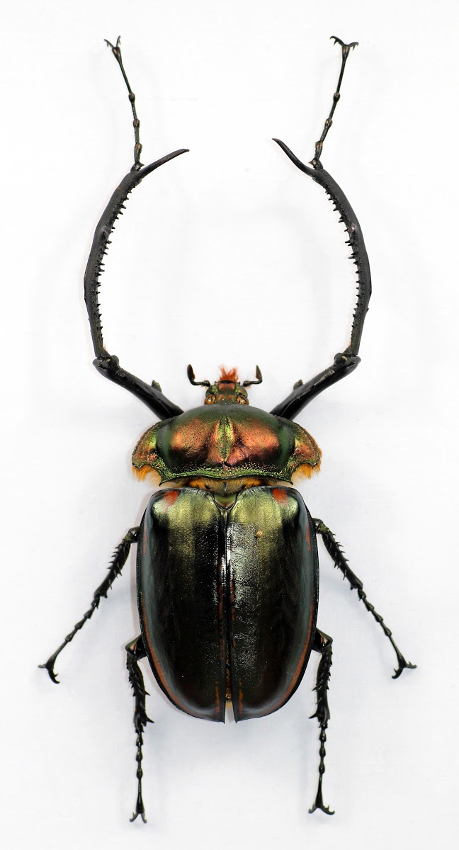 Cheirotonus jansoni có kích thước lớn, với con đực có thể đạt chiều dài lên tới 70mm. Chúng có màu sắc rực rỡ, với tấm ngực trước màu xanh cổ vịt óng ánh và cánh trên đen bóng. Phần chân trước của con đực phát triển mạnh mẽ với đốt bàn chân dài, trong khi con cái có chân trước ngắn hơn. (Ảnh: Google Arts &amp; Culture)