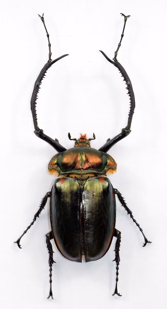 Cheirotonus jansoni có kích thước lớn, với con đực có thể đạt chiều dài lên tới 70mm. Chúng có màu sắc rực rỡ, với tấm ngực trước màu xanh cổ vịt óng ánh và cánh trên đen bóng. Phần chân trước của con đực phát triển mạnh mẽ với đốt bàn chân dài, trong khi con cái có chân trước ngắn hơn. (Ảnh: Google Arts &amp; Culture)