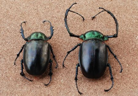 Cheirotonus jansoni đóng vai trò quan trọng trong hệ sinh thái như một loài phân hủy, giúp tái chế chất hữu cơ và duy trì sự cân bằng sinh thái. (Ảnh: Pinterest)