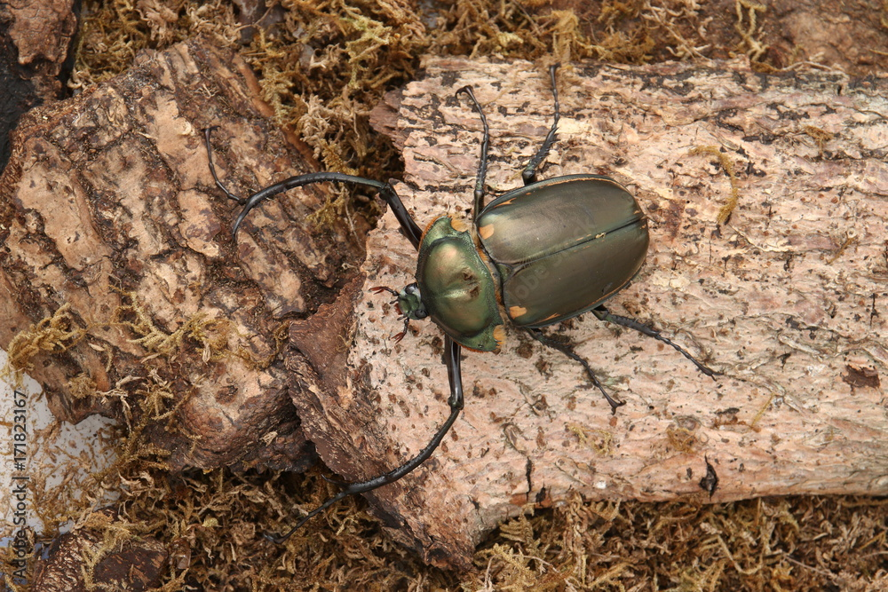 Cheirotonus jansoni được liệt kê là loài nguy cấp (EN) trong Sách đỏ IUCN về các loài bị đe dọa. Số lượng của chúng đã giảm mạnh do mất môi trường sống và sự khai thác quá mức. Tuy nhiên, nhờ những nỗ lực bảo tồn, quần thể của loài này đã có dấu hiệu phục hồi trong những năm gần đây. (Ảnh: Adobe Stock)