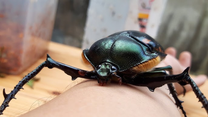 Tại Trung Quốc, Cheirotonus jansoni được coi là một biểu tượng quý hiếm, thậm chí còn hiếm hơn cả gấu trúc. Giá trị của chúng có thể lên tới 1 triệu NDT (hơn 3,4 tỷ đồng), khiến chúng trở thành một trong những loài côn trùng đắt giá nhất thế giới. Ở Nhật Bản và một số nước Đông Nam Á, nhiều người còn nuôi chúng như thú cưng. (Ảnh: YouTube)