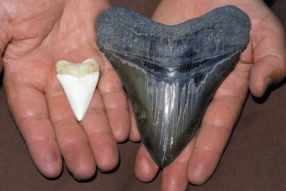 Hàm răng của chúng rất dày và mạnh mẽ, được thiết kế để bắt và nghiền nát xương của con mồi. Lực cắn của Megalodon có thể lên tới 182.200 newton (40.960 lbf), đủ để nghiền nát bất kỳ sinh vật biển nào.(Ảnh: Britannica)