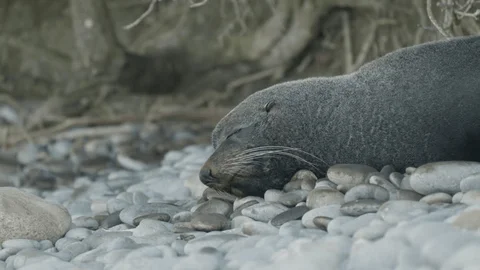 Hải cẩu lông thường sống ở các vùng biển lạnh, từ Bắc Thái Bình Dương đến Nam Đại Tây Dương, và thường tập trung ở các hòn đảo xa bờ trong mùa sinh sản.(Ảnh:Shutterstock)