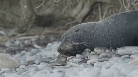 Hải cẩu lông thường sống ở các vùng biển lạnh, từ Bắc Thái Bình Dương đến Nam Đại Tây Dương, và thường tập trung ở các hòn đảo xa bờ trong mùa sinh sản.(Ảnh:Shutterstock)