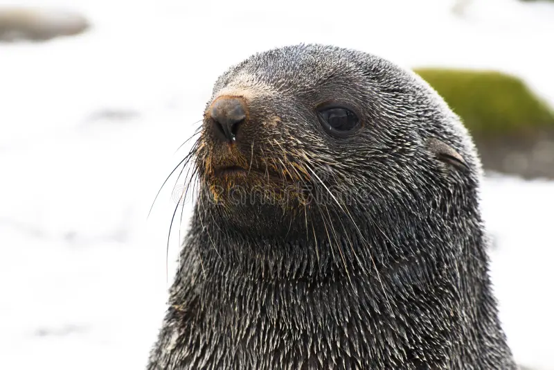 Sự giàu dinh dưỡng trong chất lỏng di truyền của hải cẩu lông đực giúp tăng khả năng sinh sản thành công. Tuy nhiên, sự cạnh tranh khốc liệt giữa các con đực trong mùa sinh sản cũng dẫn đến nhiều vấn đề về sinh thái. (Ảnh: Dreamstime)