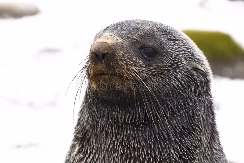 Sự giàu dinh dưỡng trong chất lỏng di truyền của hải cẩu lông đực giúp tăng khả năng sinh sản thành công. Tuy nhiên, sự cạnh tranh khốc liệt giữa các con đực trong mùa sinh sản cũng dẫn đến nhiều vấn đề về sinh thái. (Ảnh: Dreamstime)