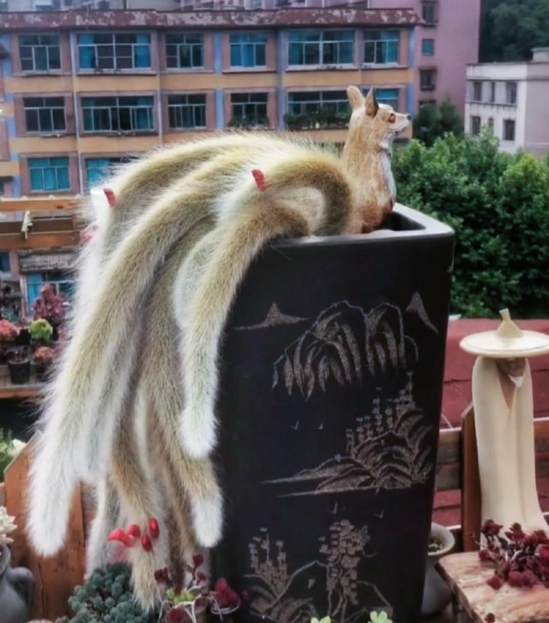 Loxanthocereus aureispinus, hay còn gọi là xương rồng đuôi chồn hay "cáo chín đuôi", là một loài cây mọng nước thuộc họ xương rồng (Cactaceae). (ảnh: Toutiao)