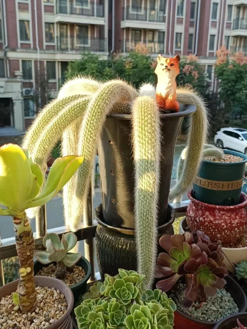 Loài cây này có nguồn gốc từ Bolivia và được biết đến với vẻ đẹp độc đáo và cuốn hút. (ảnh:Toutiao)