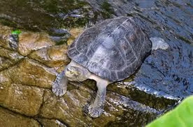 Hiện nay, rùa răng đang đối mặt với nguy cơ tuyệt chủng do mất môi trường sống, săn bắt trái phép và biến đổi khí hậu. Theo Sách Đỏ IUCN, rùa răng được xếp vào danh sách các loài cực kỳ nguy cấp. Các tổ chức bảo tồn đang nỗ lực để bảo vệ và phục hồi quần thể rùa răng thông qua các chương trình bảo tồn và giáo dục cộng đồng.