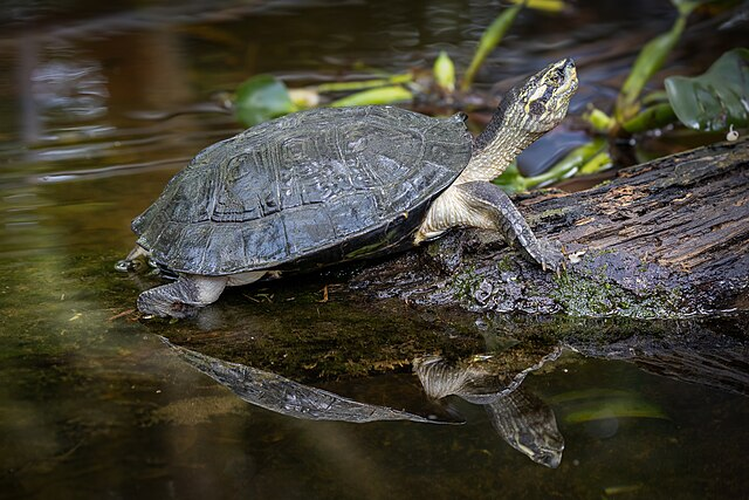 Rùa răng không chỉ là một phần quan trọng của hệ sinh thái mà còn là biểu tượng văn hóa sâu sắc. Việc bảo vệ và bảo tồn loài rùa răng không chỉ giúp duy trì sự đa dạng sinh học mà còn giữ gìn những giá trị văn hóa quý báu của Việt Nam. (Ảnh: Wikipedia)