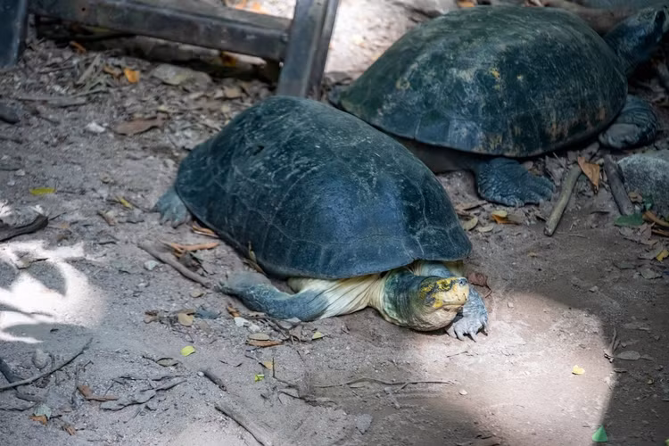 Rùa răng có tên khoa học là Heosemys annandalii, là một trong những loài rùa quý hiếm và đặc biệt của Việt Nam. Loài rùa này không chỉ có giá trị sinh học mà còn mang ý nghĩa văn hóa và bảo tồn quan trọng. (Ảnh: ZooChat)