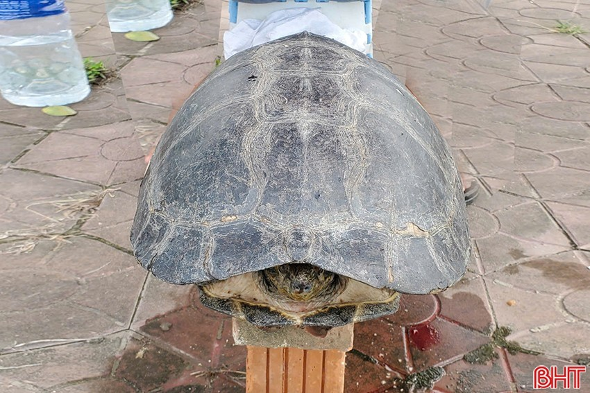 Cá thể rùa răng này thuộc nhóm IIB, là loài động vật rừng nguy cấp, quý hiếm. Người bán là ông Lê Bảo T., được phép sở hữu và vận chuyển rùa răng từ một cơ sở nuôi nhốt ở Long An, nhưng việc bán rùa trên vỉa hè là sai quy định. (Ảnh: Báo Hà Tĩnh)