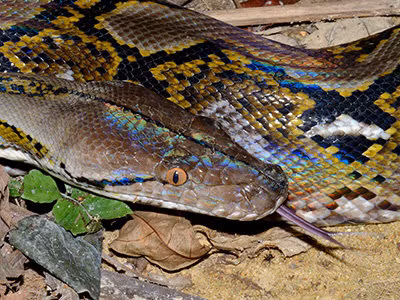 Nhà môi trường học Ismail Ishak cho biết, sự xuất hiện củatrăn trong khu vực dân cưdo môi trường sống của chúng bị xáo trộn bởi hoạt động con người.(Ảnh:Ecology Asia)