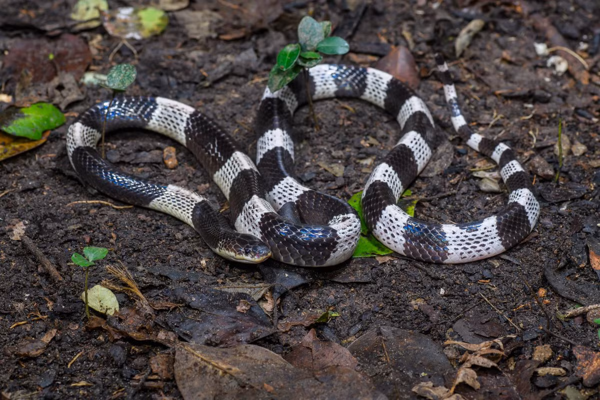 Rắn cạp nia thường sống ở các khu vực đồng bằng, gần nguồn nước như ruộng lúa, ven sông, và kênh rạch