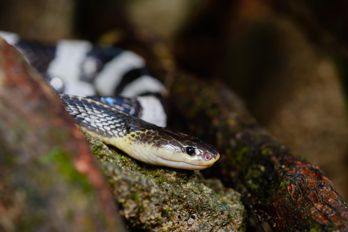 Rắn cạp nia có chiều dài trung bình khoảng 1 mét, với các khoang trắng dài khoảng 10 cm và khoang đen dài khoảng 20-30 cm. Chúng hoạt động chủ yếu vào ban đêm, khi đó chúng trở nên nhanh nhẹn và nguy hiểm hơn. Ban ngày, rắn cạp nia thường cuộn tròn trong các hốc cây hoặc bụi rậm để ngủ.