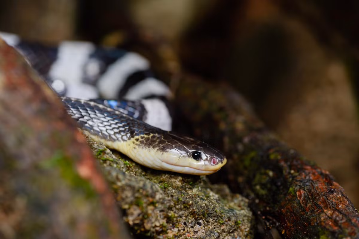 Rắn cạp nia có chiều dài trung bình khoảng 1 mét, với các khoang trắng dài khoảng 10 cm và khoang đen dài khoảng 20-30 cm. Chúng hoạt động chủ yếu vào ban đêm, khi đó chúng trở nên nhanh nhẹn và nguy hiểm hơn. Ban ngày, rắn cạp nia thường cuộn tròn trong các hốc cây hoặc bụi rậm để ngủ.
