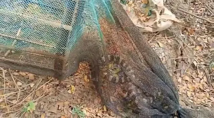 Một con rắn nước không có nọc độc bị kẹt trước, sau đó bị một con rắn cạp nia có nọc độc dài 1,5 mét săn mồi. Cả hai con " quái thú" đều bị mắc lưới. Nhân viên thuộc đường dây trợ giúp rắn đã giải cứu thành công, thả chúng về tự nhiên. Đây là trường hợp hiếm gặp nhưng đã từng xảy ra trước đây, nơi rắn có nọc độc săn giết rắn không nọc trong lưới. (Ảnh cắt từ clip)