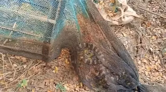 Một con rắn nước không có nọc độc bị kẹt trước, sau đó bị một con rắn cạp nia có nọc độc dài 1,5 mét săn mồi. Cả hai con " quái thú" đều bị mắc lưới. Nhân viên thuộc đường dây trợ giúp rắn đã giải cứu thành công, thả chúng về tự nhiên. Đây là trường hợp hiếm gặp nhưng đã từng xảy ra trước đây, nơi rắn có nọc độc săn giết rắn không nọc trong lưới. (Ảnh cắt từ clip)