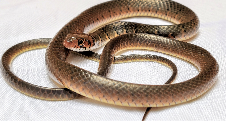 Rắn nước là một nhóm rắn không độc, thường sống ở các khu vực nước ngọt như ao, hồ, sông, và đầm lầy. Chúng thuộc họ Rắn nước (Homalopsidae) và có nhiều loài khác nhau, phổ biến ở Việt Nam và các nước Đông Nam Á.