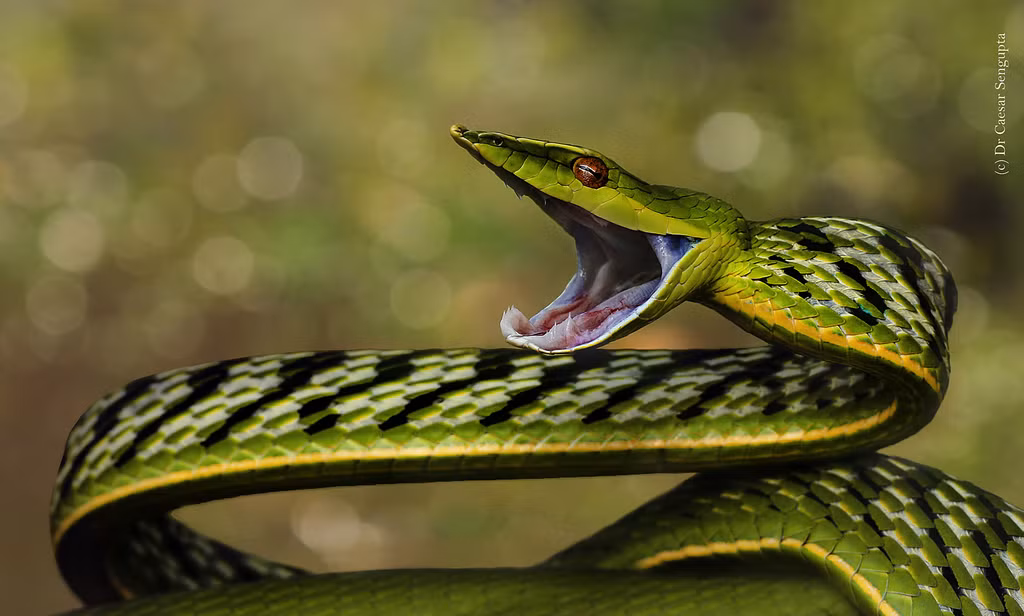 Trong khi rắn cạp nia là một loài rắn độc nguy hiểm cần được cảnh giác, rắn nước lại là một loài rắn hiền lành, có ích cho môi trường. Việc hiểu biết về các loài rắn này không chỉ giúp chúng ta bảo vệ bản thân mà còn góp phần bảo vệ và duy trì sự đa dạng sinh học. (Ảnh: Internet)