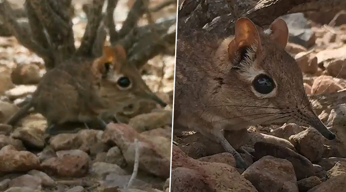 Loài chuột chù voi Somali được nhà tự nhiên học người Pháp Georges Révoil phát hiện lần đầu tiên trong chuyến thám hiểm Somalia từ năm 1878 đến 1881. Tuy nhiên, kể từ năm 1972, loài vật này không còn được nhìn thấy và chỉ còn lại 39 mẫu vật được bảo quản trong các bảo tàng lịch sử tự nhiên trên thế giới.(Ảnh: LatestLY)
