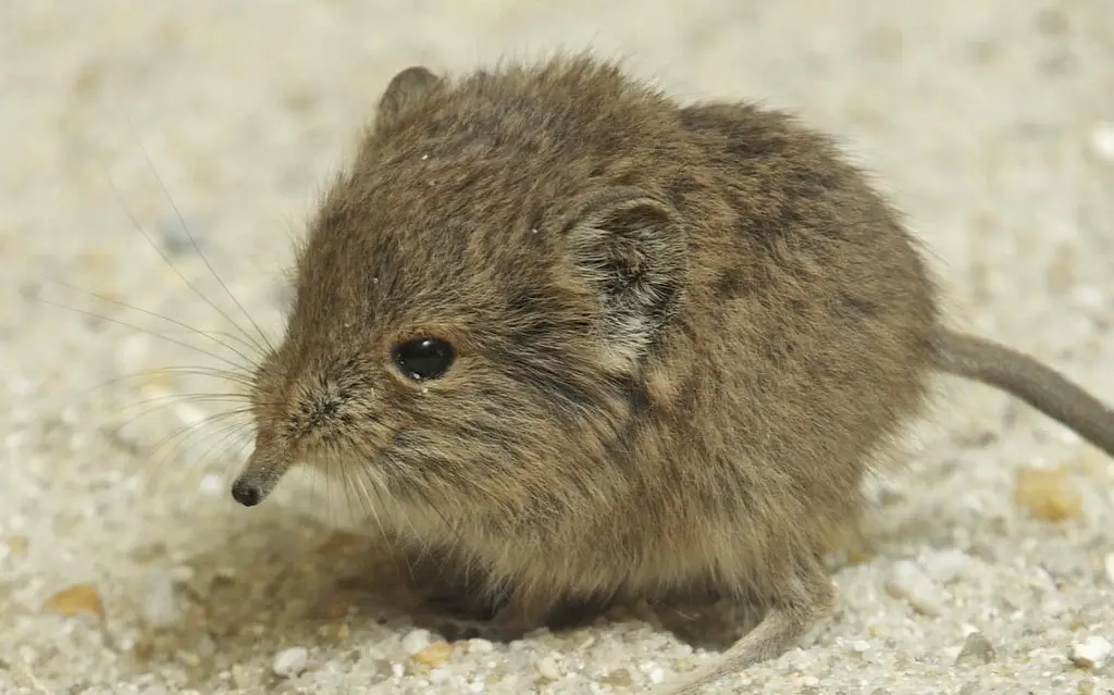 Việc phát hiện chuột chù voi Somali trong tự nhiên không chỉ là một thành tựu khoa học mà còn là bước đầu tiên trong công tác bảo tồn loài vật này.(Ảnh: Africorne Travel)