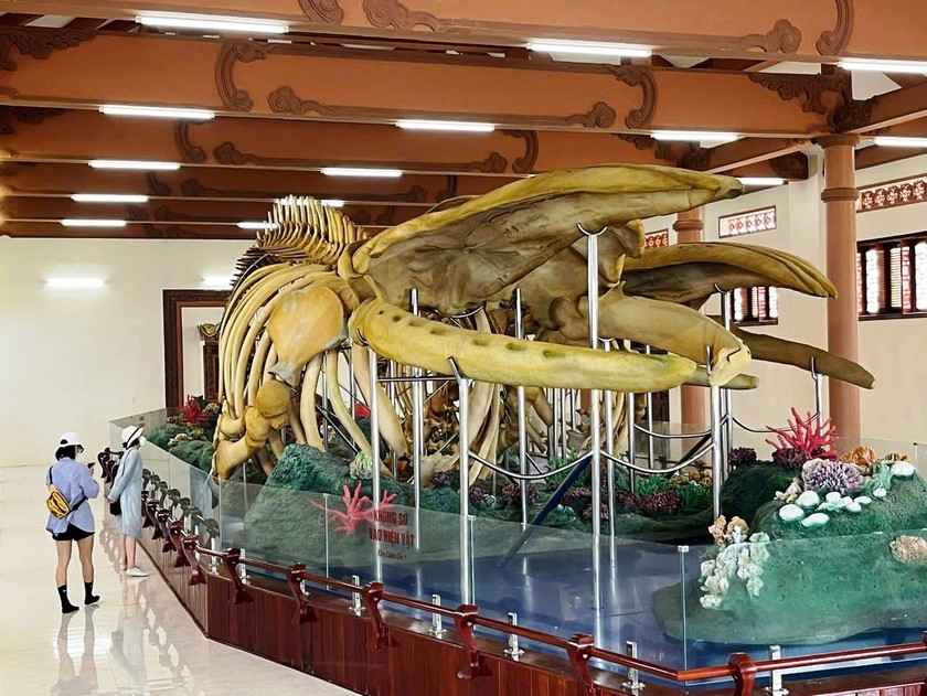 Từ khi được phục dựng và trưng bày, hai bộ xương cá Ông đã thu hút hàng ngàn lượt khách tham quan. Du khách không chỉ được chiêm ngưỡng kích thước khổng lồ của các bộ xương mà còn được nghe những câu chuyện kỳ bí và tìm hiểu về tín ngưỡng thờ cá Ông của cư dân đất đảo. (Ảnh: Pháp luật Việt Nam)