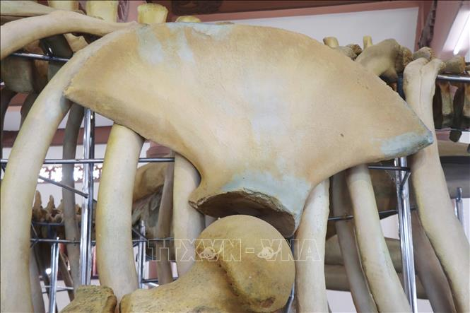 Đối với người dân Lý Sơn, cá Ông không chỉ là một loài vật biển khổng lồ mà còn là biểu tượng tâm linh. Họ tin rằng cá Ông là vị thần bảo vệ ngư dân trên biển. Mỗi năm, người dân tổ chức lễ cúng cá Ông để cầu mong bình an và may mắn trong những chuyến ra khơi. (Ảnh: TTXVN)