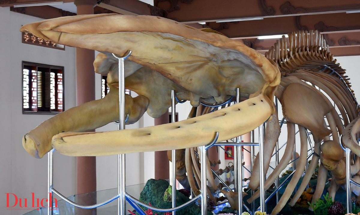 Bộ xương nhỏ hơn, mang tên “Đức Ngư Nhị Vị Tôn Thần”, dài khoảng 18 mét. (Ảnh:Tạp chí du lịch)