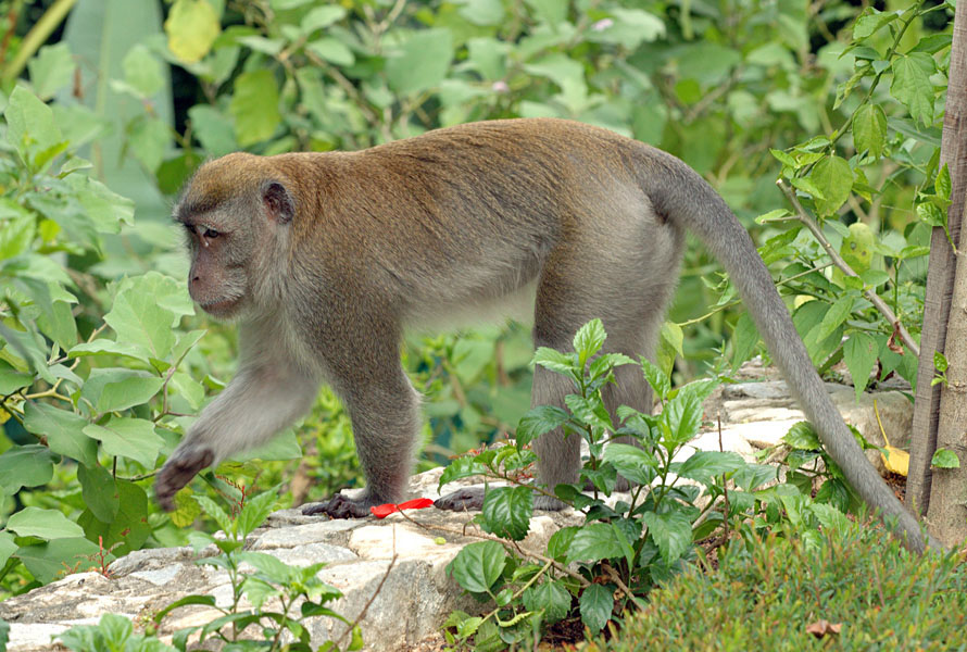 Khỉ đuôi dài có đuôi dài gần bằng hoặc hơn chiều dài cơ thể. Chúng là loài có đuôi dài nhất. (Ảnh: CABI Digital Library)