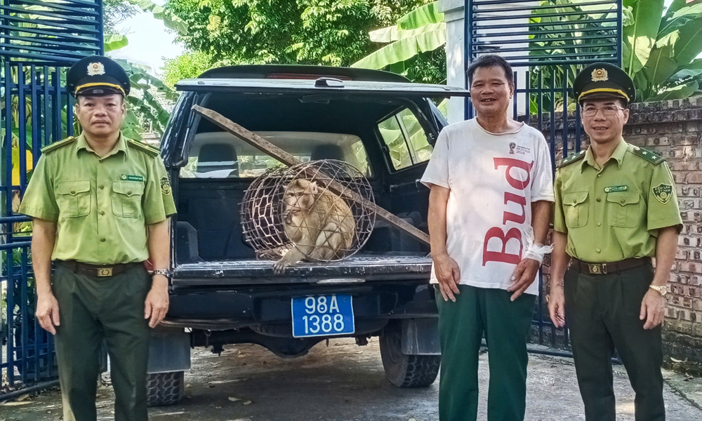 Trong quá trình bắt con khỉ đuôi dài, ông Phê bị con vật cắn vào cổ tay, phải nhập viện điều trị. Ông Phê đã tự nguyện giao nộp khỉ cho cơ quan chức năng. (Ảnh: Báo Bắc Giang)