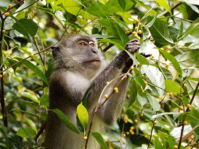 Thường thì đám khỉ đực chỉ dám “giành ngôi” khi khỉ chúa già hoặc bệnh tật. Còn không thì chúng phải di tản sang địa bàn khác, hoặc lẩn tránh khi khỉ chúa xuất hiện. (Ảnh: Ecology Asia)