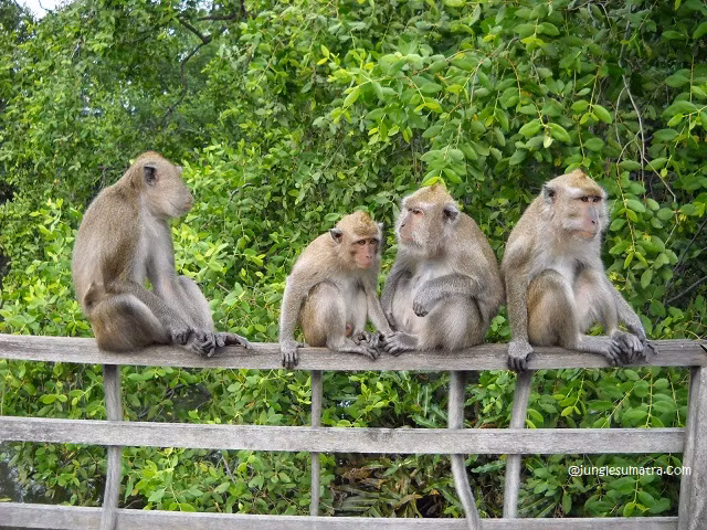 Khỉ đuôi dài sống thành đàn từ 10-100 con. Trung bình 1 con đực sẽ có 2,5 con cái. (Ảnh: Jungle Sumatra)